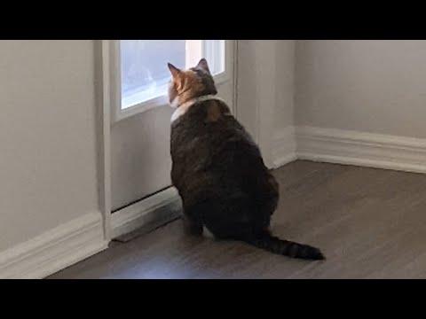 Cat was left at shelter for heartbreaking reason #Video