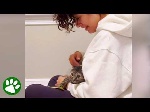 Feisty rescue cat accepts love for the very first time #Video