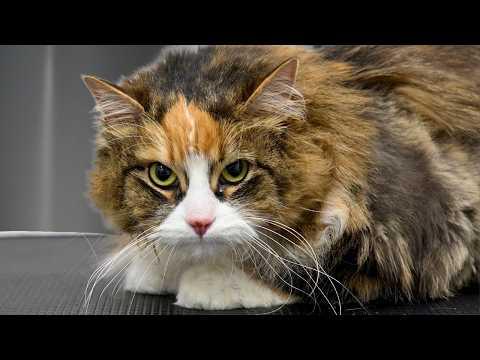 Too Chubby to Fight...So She Just Gave Up #Video