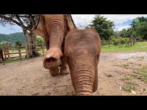 Baby Elephant Sa-Ngae And Her Nanny Keep Asking The Food From Camera Man - ElephantNews #Video
