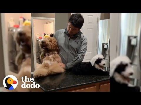 80-Pound Dog Thinks He’s A Big Baby | The Dodo