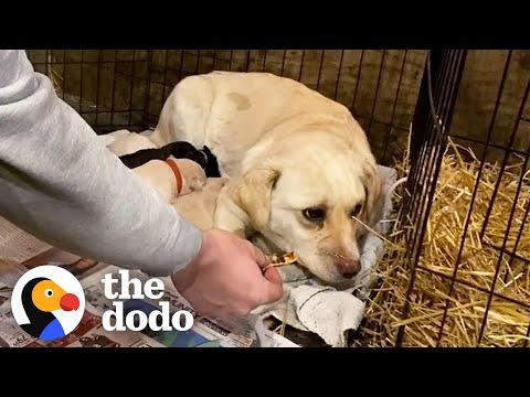 Watch This Pregnant Feral Dog Learn How To Walk On A Leash #Video