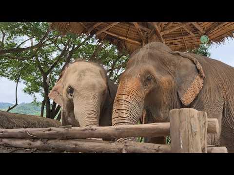 A Little Lesson from Mae Noi - ElephantNews #Video