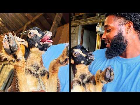 Most Dramatic Goat Ever | YOUR Daily Dose of Pets #Video