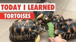 Today I Learned: Turtles/Tortoises