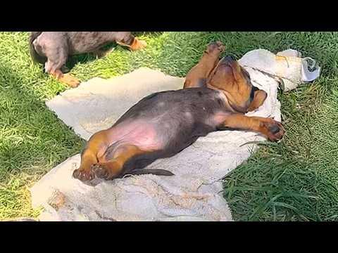 You Can't Look Away From These CUTE PUPPIES! Video#