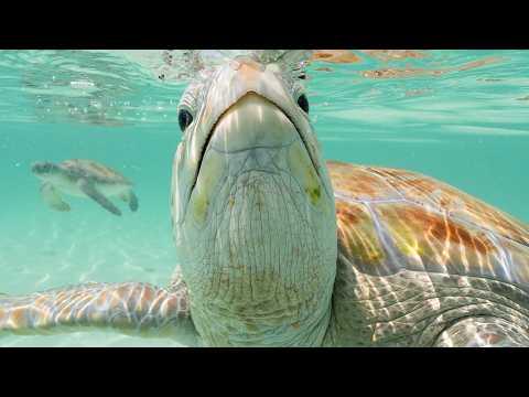 Sony A1 Underwater + Sea Turtles - I'm Never Coming Back!! #Video