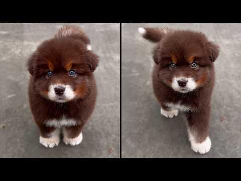 This Puppy Looks Like A Real Life Teddy Bear #Video