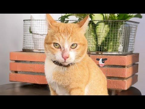 The funniest unexpected CAT MOMENTS on earth!  #Video