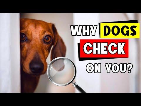 Why Does Your Dog Keep Checking On You? 10 Incredible Reasons! #Video