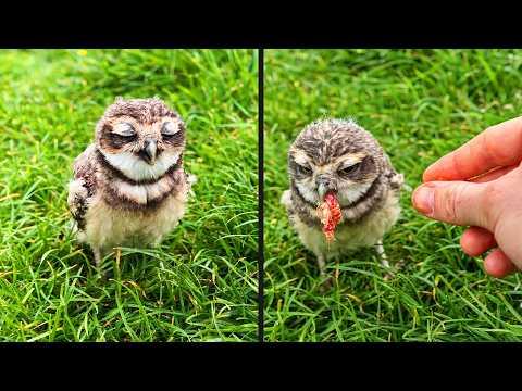 Baby Owl's First Treat | YOUR Daily Dose of Pets #Video
