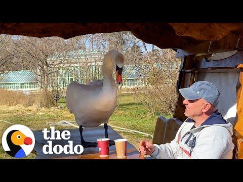 Man Befriends Swan And Takes Him Everywhere He Goes  #Video