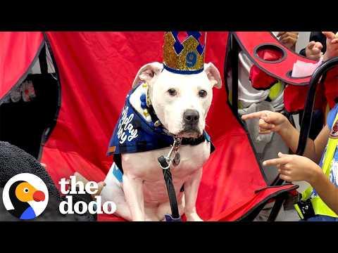 Schoolkids Throw Birthday Party For Their Deaf Therapy Dog #Video