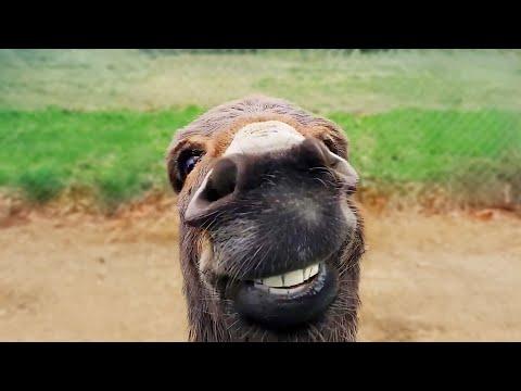 Funniest Animal Videos Ever | Your Daily Dose Of Internet #Video