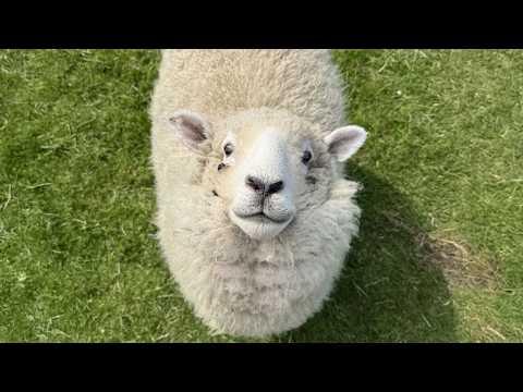 Laugh Until You Cry With These Hilarious Animals #Video