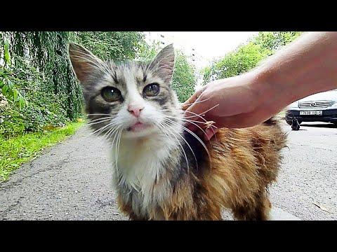 Fluffy Stray Cat With Big Eyes Meows Loudly #video