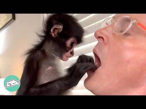 Rescue Monkey Acts Like Toddler and Forms Special Bond With Man #Video