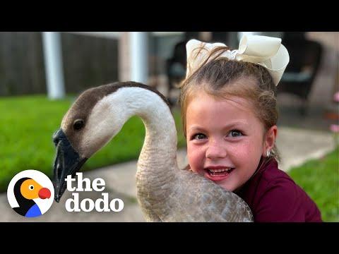 Goose Follows Little Girl Home #Video