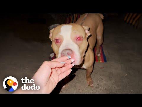 Woman Finds A Pittie Tied Up In The Middle Of The Night #Video