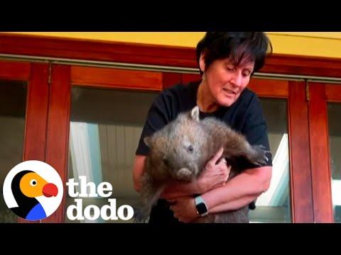 Angry Rescued Wombat Finally Lets Her Foster Mom Hold Her #Video
