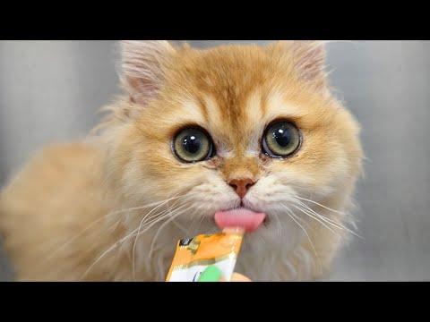 These Are The MOST Adorable Cats On YouTube #Video