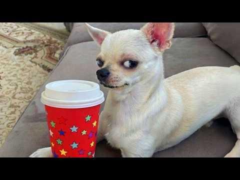 CHIHUAHUAS Get So Overdramatic They Deserve an Oscar #Video
