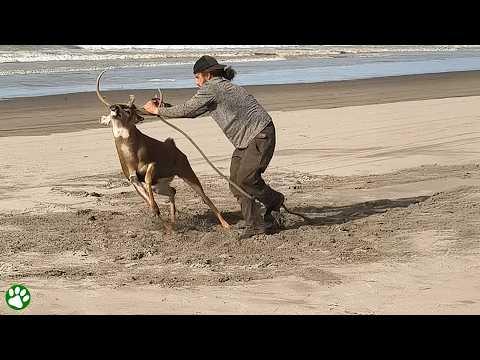 Brave Stranger Approach Injured Deer Entangled In Rope #Video