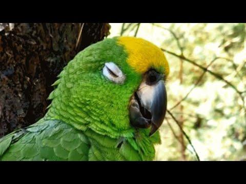 After caged for 7 years, bird reacts to being in wild #Video