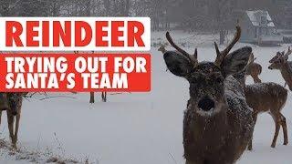 Reindeer Video Compilation 2017 | Santa's Sleigh Team