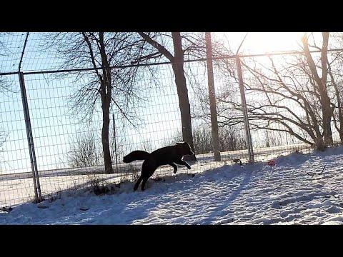Serafina fox plays along the fence #Video
