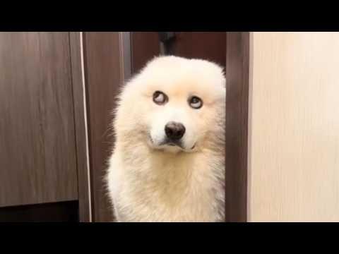 I’ve Never Seen Dogs This Ridiculous Before!! #Video