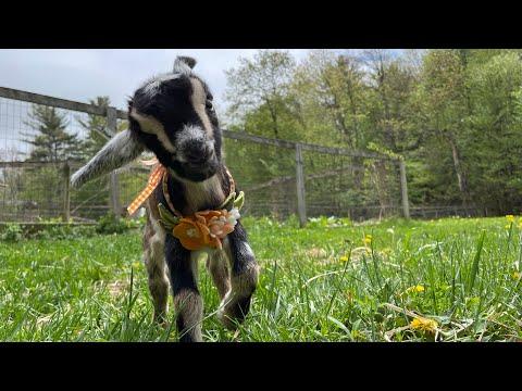 Blossom, the hoppiest goat kid! Sunflower Farm Creamery #Video