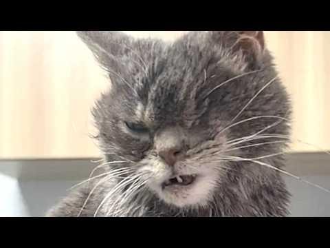 Neglected cat just wants a hug #Video