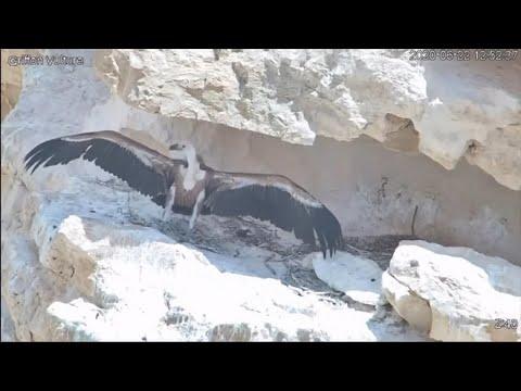 Rare Griffon vulture saved with help from a military drone #Video (Israel)