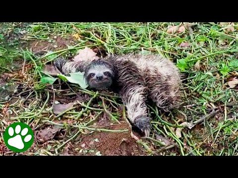 Abandoned baby sloth gets a furry new parent #Video