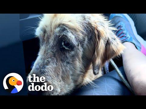 Watch This Mangy Dog Turn Into A Golden Retriever #Video