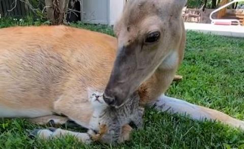 Tiny Kitten Befriends The Wild Deer Who Visit Her Yard #Video