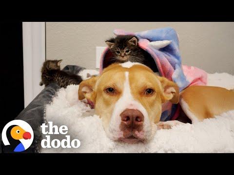 Rescue Pittie Becomes Foster Mom to Nearly 200 Kittens #Video