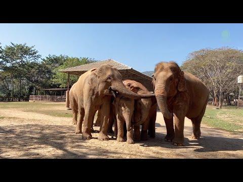 Baby Elephant Pyi Mai Invite Her Elder Friend To Join With Her Herd - ElephantNews #Video