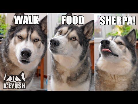 Husky Can’t Believe His Ears! Best Friend Reunion! Saying his Fave Words! #Video
