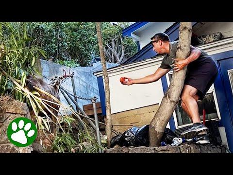 Brave Man Saves Buck From Chain #Video