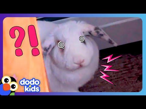 Fluffy Bunny THUMPS His Feet At Us! But Why??? | Dodo Kids #Video