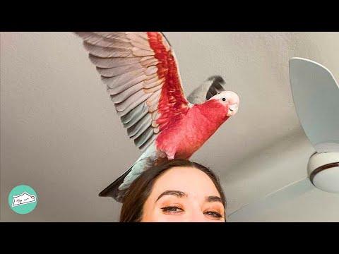 Galah Bird Makes Girl's Life Hell Until She Took Him on Adventures #Video