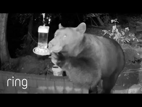 Epic Showdown: Bear vs. Hummingbird Feeder #Video