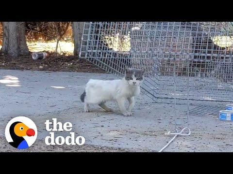 Three-Legged Cat Gets Handmade Sweaters #Video