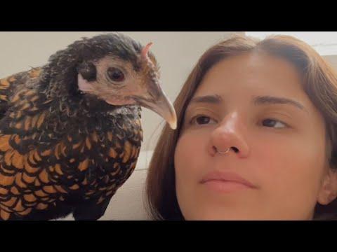 Meet Tina. She'll change what you think about chickens. #Video