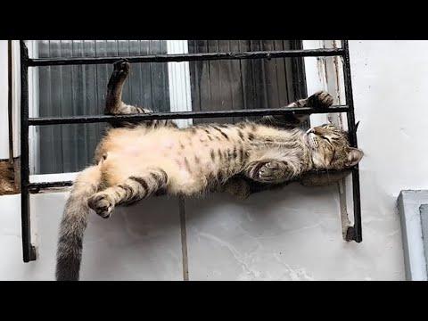 When your cat is a master of relaxation - Funny Cat Video 2024 #Video