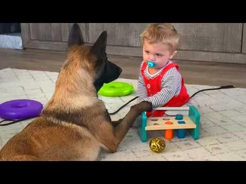When Police Dogs Become Babysitters For The First Time #Video