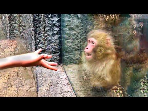 Animals Reacting to Magic For The First Time! #Video