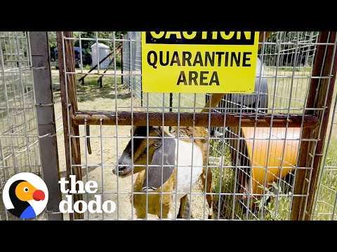 This Rescue Goat Was Isolated Until They Found Others Like Her #Video
